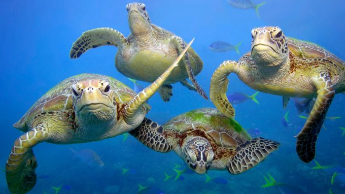 Switch to Metal Straws - Stop Killing our Marine life with Plastic Straws
