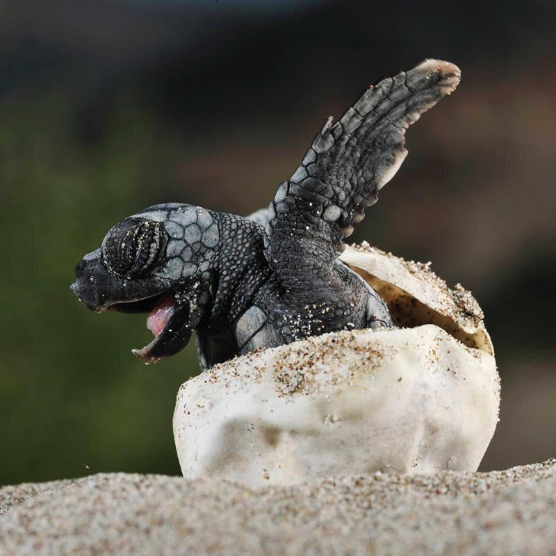 Sand Straw Partners to Save Baby Sea Turtles